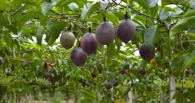 是热带水果,因果形类似鸡蛋,因此又叫鸡蛋果.