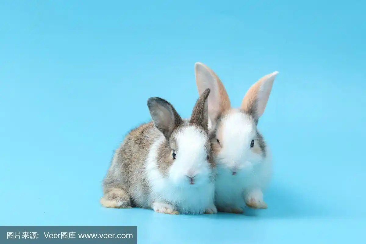 两只可爱的毛茸茸的兔子在蓝色的背景,可爱的兔子宠物动物肖像