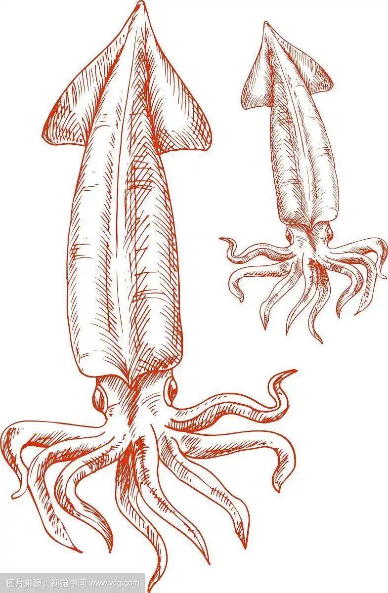 红色鱿鱼的老式素描
