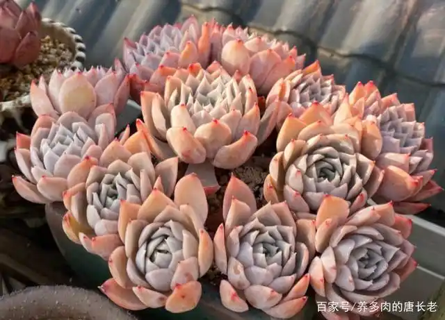 有苗不愁长的多肉约瑟琳,肉友养一年它爆了8个头,同时颜值还高