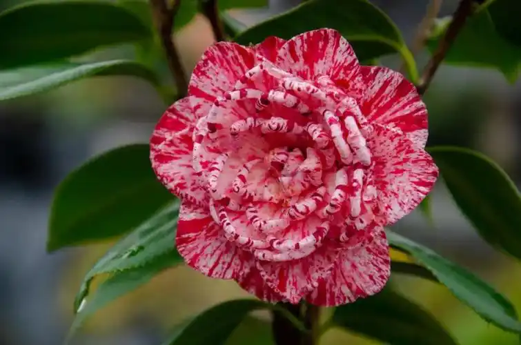 茶花的品种图片大全