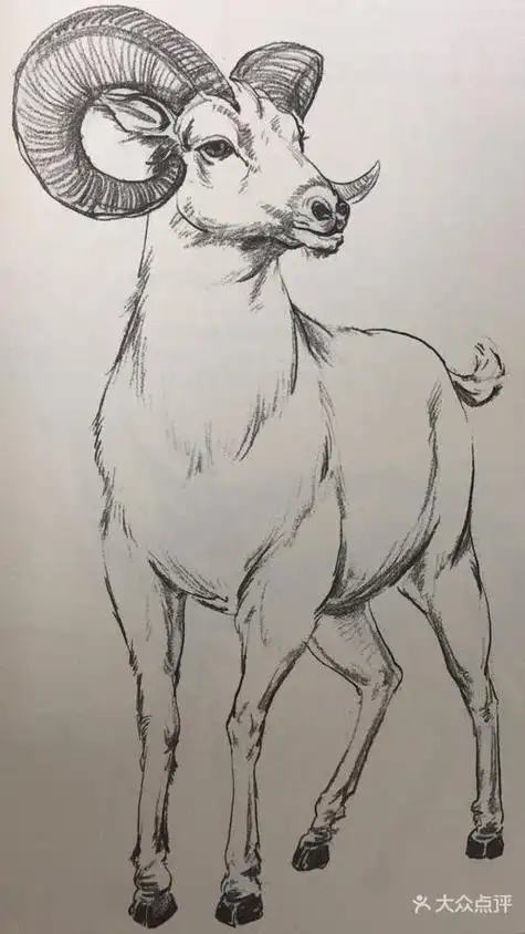 动物速写图片 动物速写图片临摹高清简单