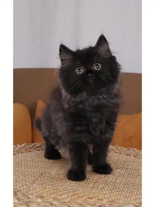 猫  #吸猫  #黑猫  #纯黑  #英短纯黑  #纯黑高地长毛猫  #佛山猫