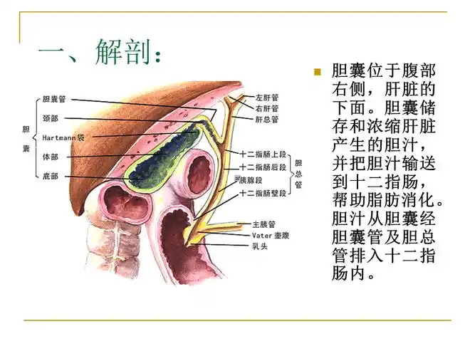 胆囊切除术胆总管切开取石术.ppt