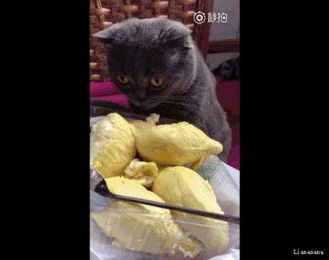 当宠物遇到榴莲:狗狗捂鼻子,猫咪快被"熏晕",做埋粑粑状