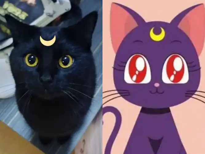露娜是你吗挑战全网最像luna的黑猫