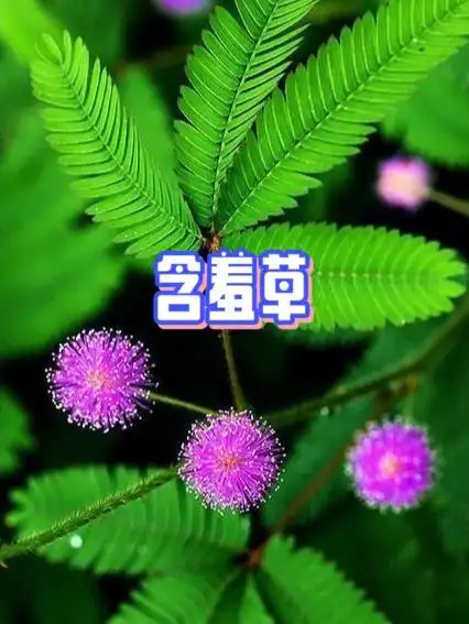 每日植物含羞草叶片为什么一碰会合拢
