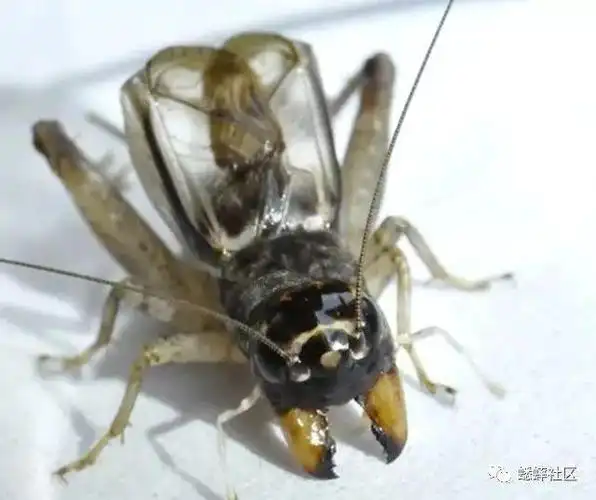 精品牙,钳形,钢铁侠「蟋蟀」