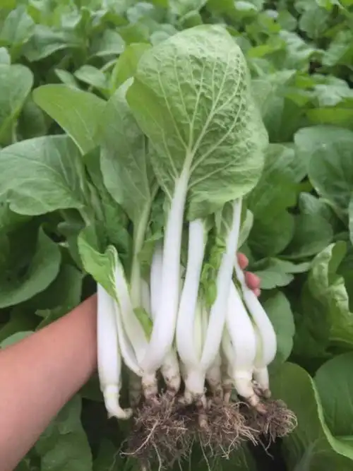 新鲜小白菜奶白菜生态种植现摘现发500g老三农家自种新鲜绿色蔬菜