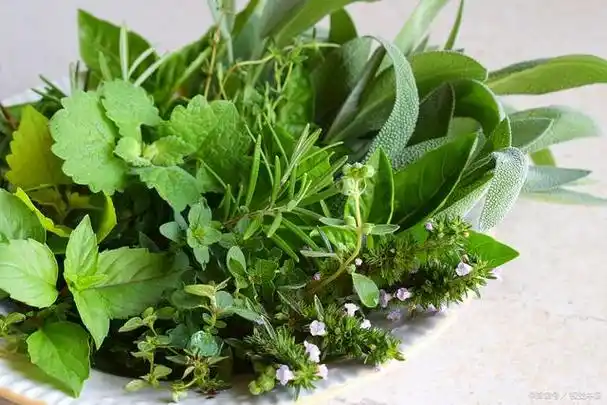 石香菜和薄荷有什么区别