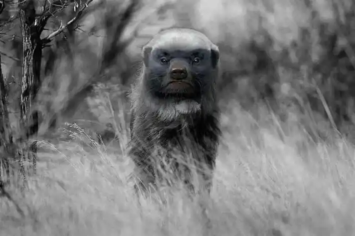 当蜜獾拥有雄狮那么大的体积天下谁人敢敌