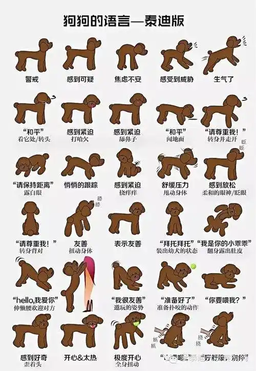 长按二维码识别关注我们哦~微信号:atdq520爱泰迪犬贵宾狗狗↓↓点击