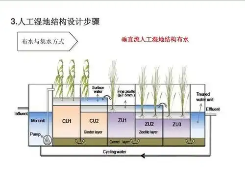 人工湿地系统中,关于植物净化的5个关键问题(附人工湿地设计步骤ppt))