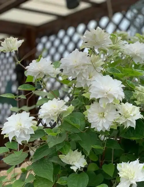 很耐寒的铁线莲—爱丁堡,花型似牡丹花,三季绽放,东北也可露养