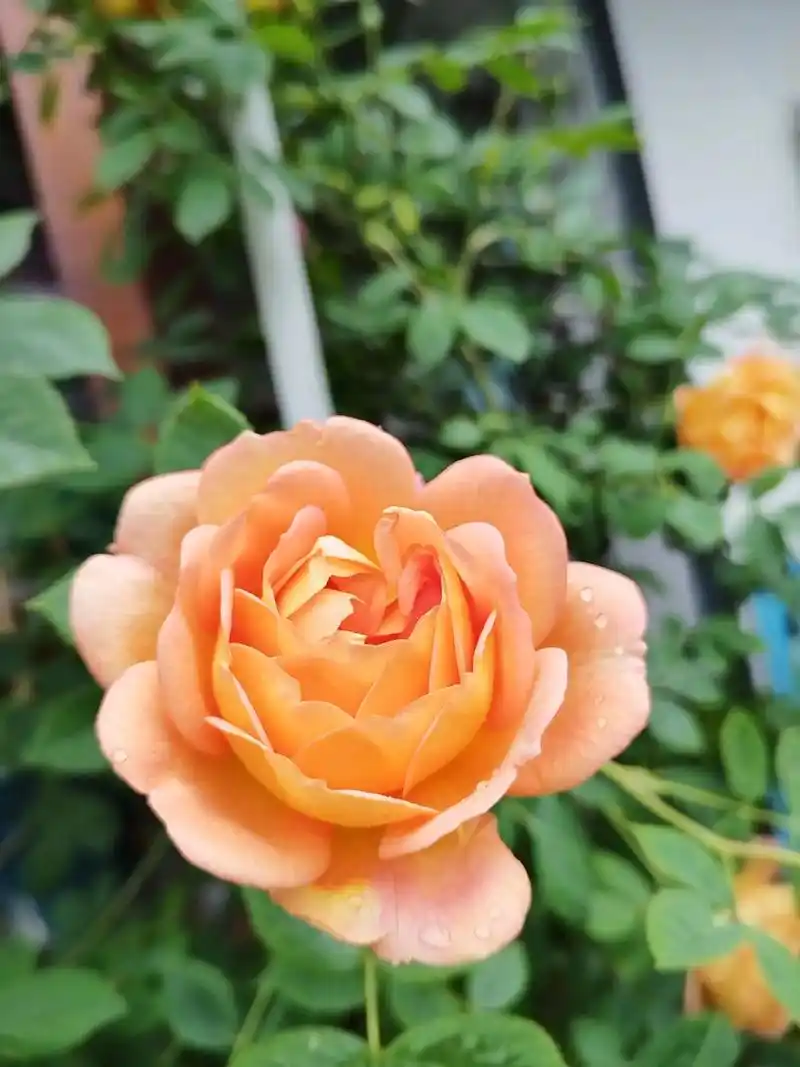 芳菲四月只闻花香之月季夏洛特夫人