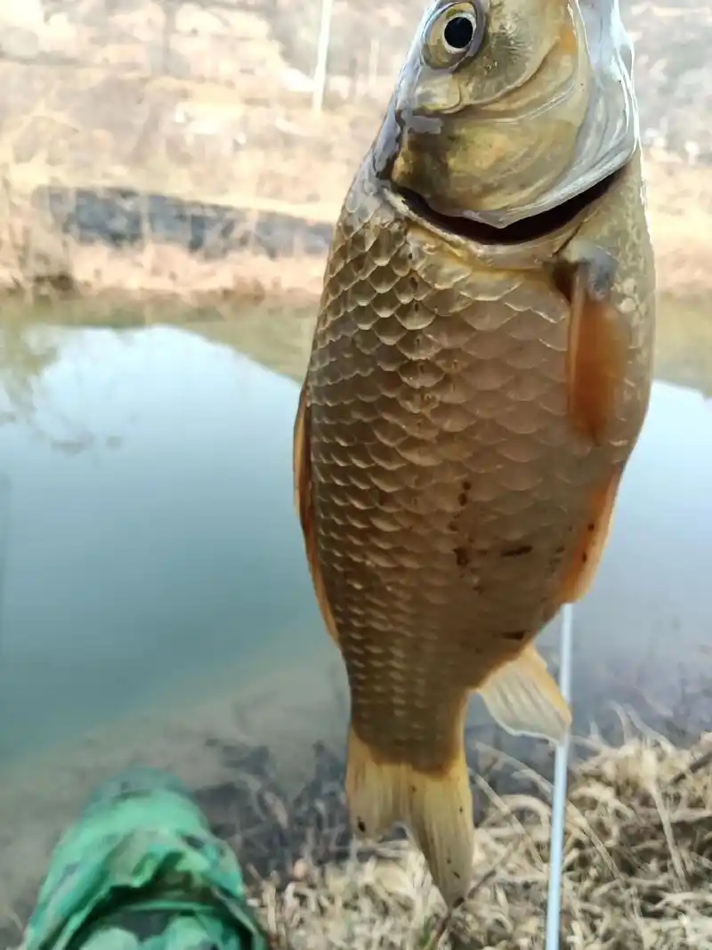 野生鲫鱼真实图片大全 - 抖音