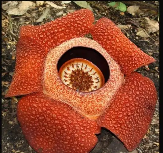 吃人植物(最恐怖食人树吃人照片)-探秘猎奇网