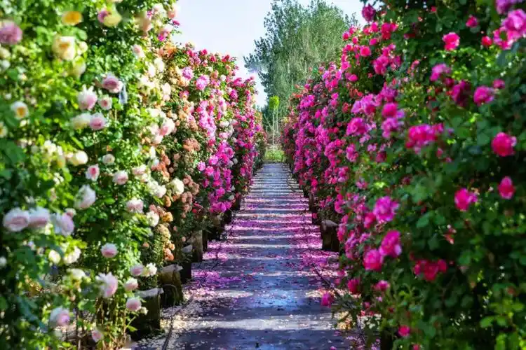 沿黄公路,澽河之畔的富村丰泽月季园此时进入花季,芳香四溢,妖娆竞开