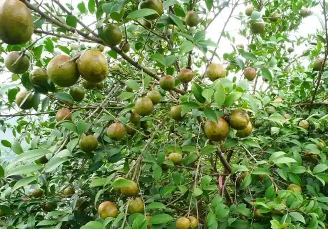 掌握好几个要点,解决油茶树低产低质问题