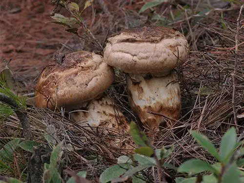 松茸,学名松口蘑,别名松蕈,合菌,台菌,隶属担子菌亚门,口蘑科,是松栎