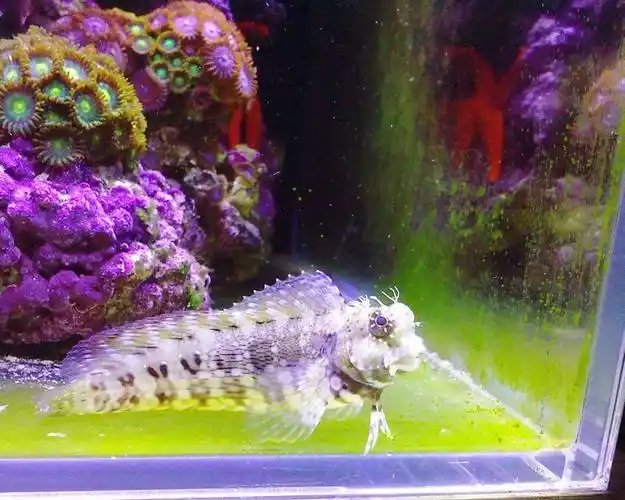 [海水鱼]很丑可是很温柔--西瓜刨 - 魅力海水 - cta南美水族