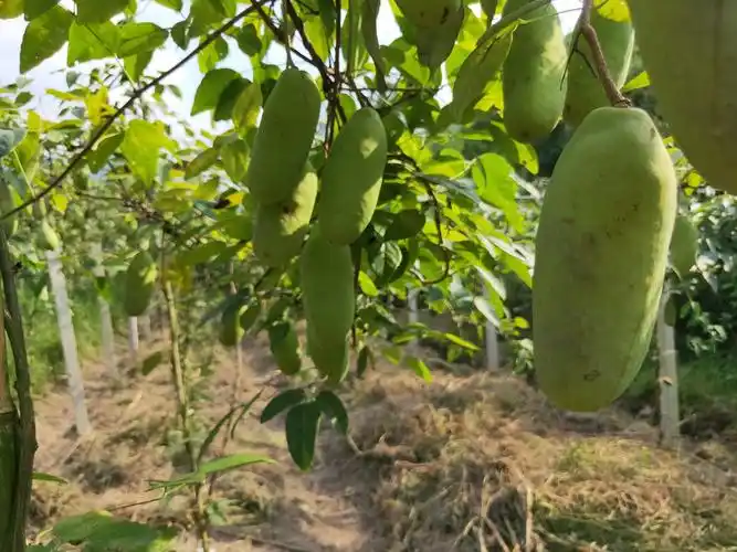 藤上都挂满了果实!