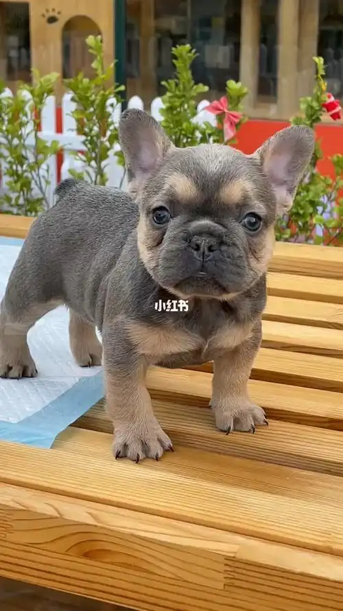 法斗  #我家宠物好可爱  #江门探店  #法牛