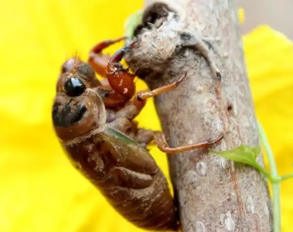 又到了捉知了猴的季节,过去100元一斤,今年不值钱没人要?