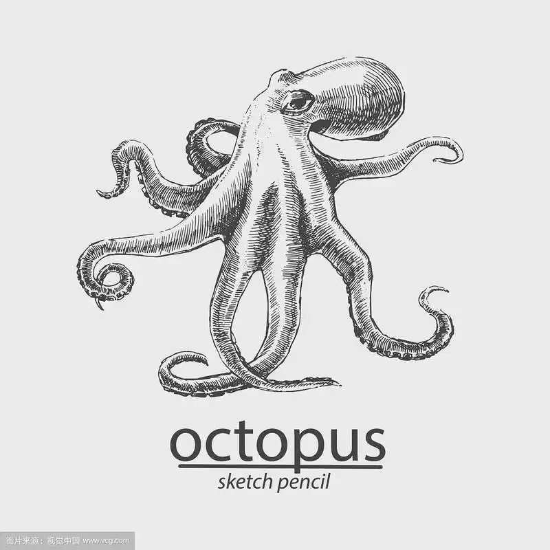 章鱼的素描风格