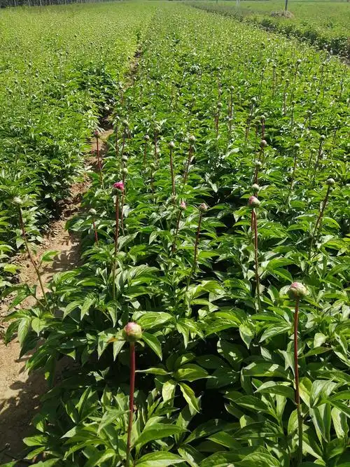 芍药花苗的种植与管理