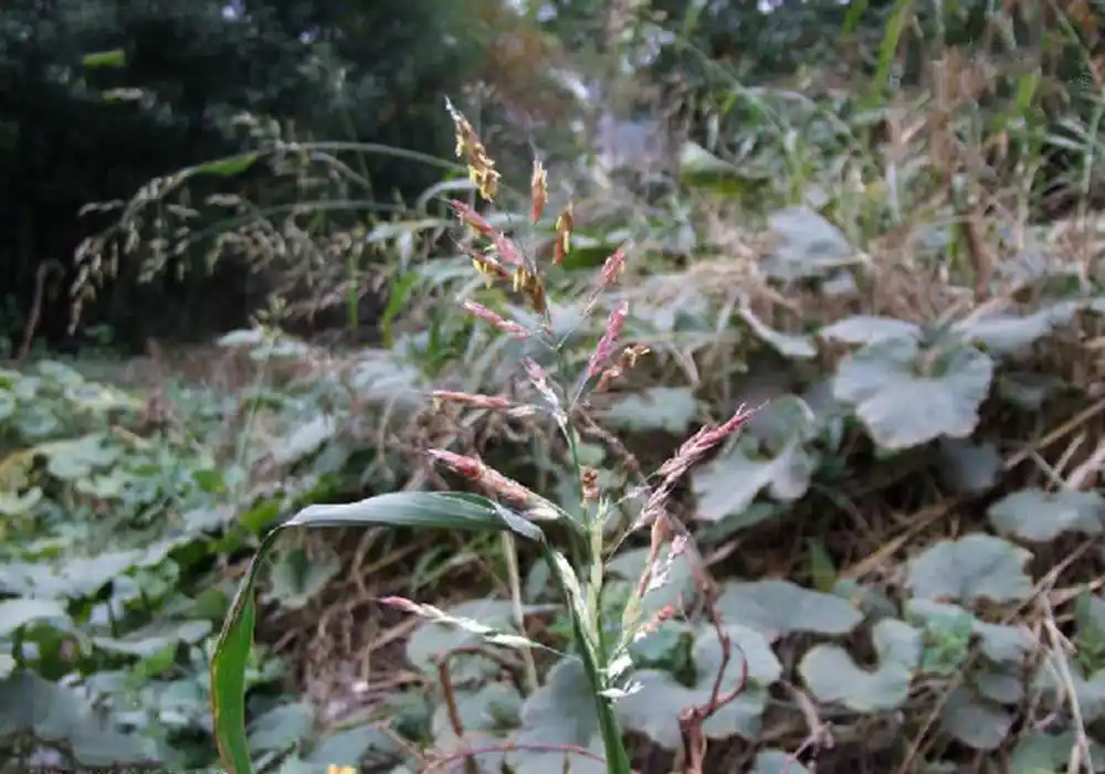 我国本来没有假高粱这种植物,这些植物传到我国是在20世纪80年代,那时