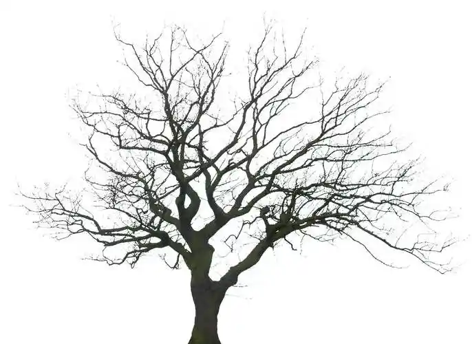 冬季风格类树木贴图