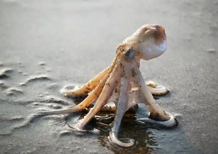 海滩上的小章鱼