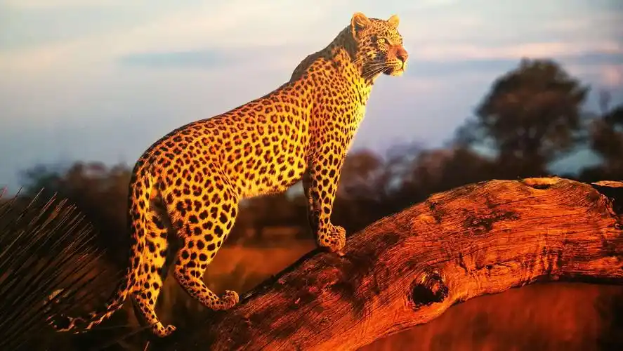 非洲肯尼亚花豹