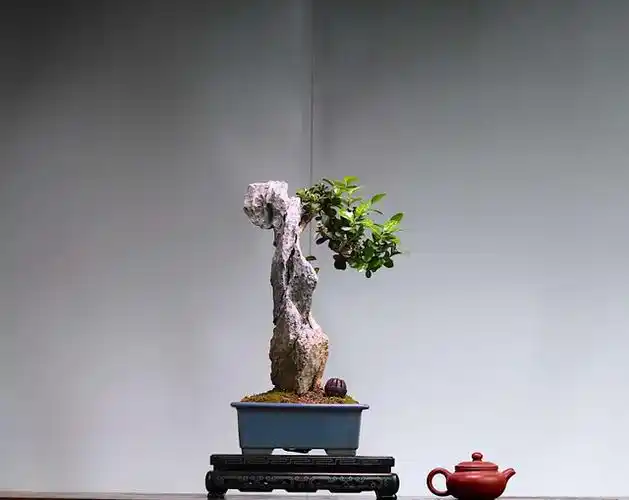 一棵植物一块石头通过简单的操作制作出一盆奇特的附石盆景