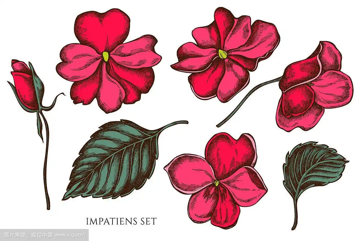 收集手绘彩色凤仙花