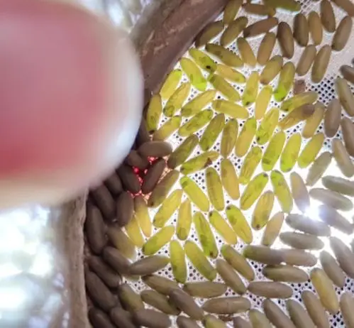 热销蝈蝈萌动卵_蝈蝈卵籽超大萌动孵化卵蝈蝈活卵养殖野生蝈蝈种自然