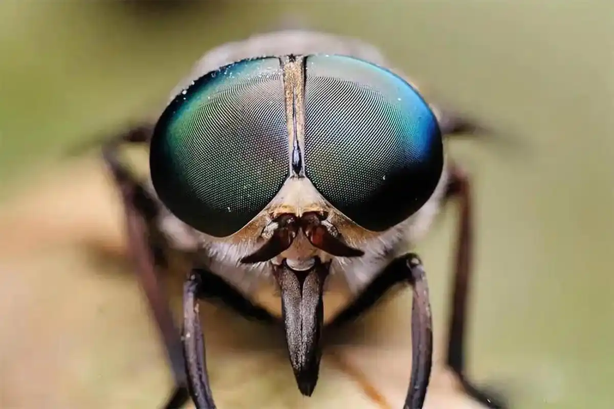 牛虻是昆虫纲双翅目科中的一种.