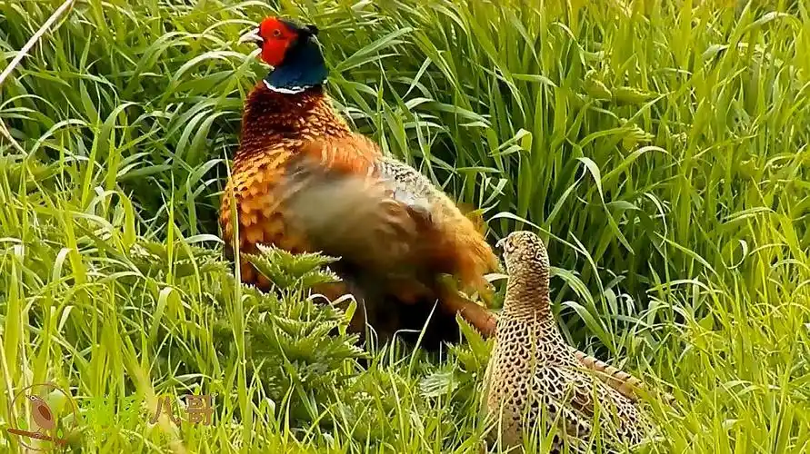 正宗公野鸡的啼叫声,把母野鸡也吸引过来了