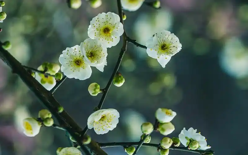 首页 桌面壁纸 植物壁纸 绿梅图片高清电脑桌面壁纸