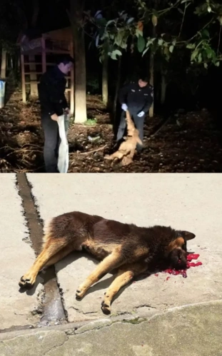 德兴市一条疯狗夜晚咬4人 看形态识别疯狗