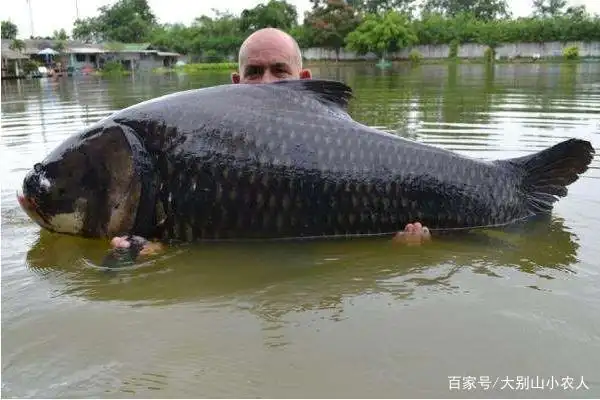走运!钓到30斤"鲫鱼王",一条价值一w,国内钓到能吃吗?