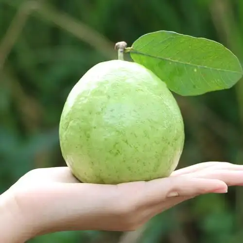 海南番石榴白芯芭乐水果农家自产果园直供现发5斤装包邮