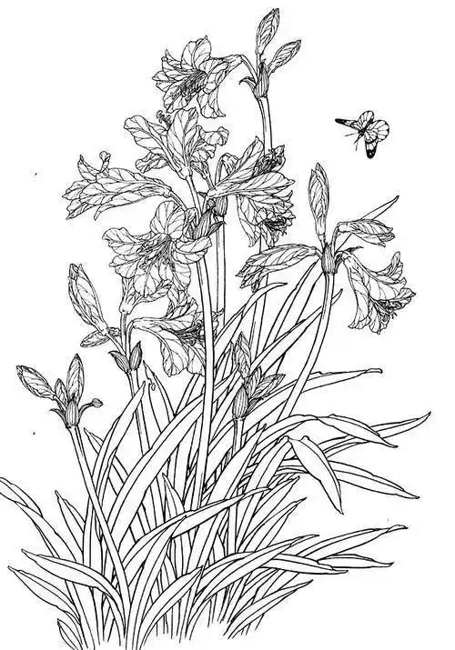 深大考研,工笔花卉白描线稿