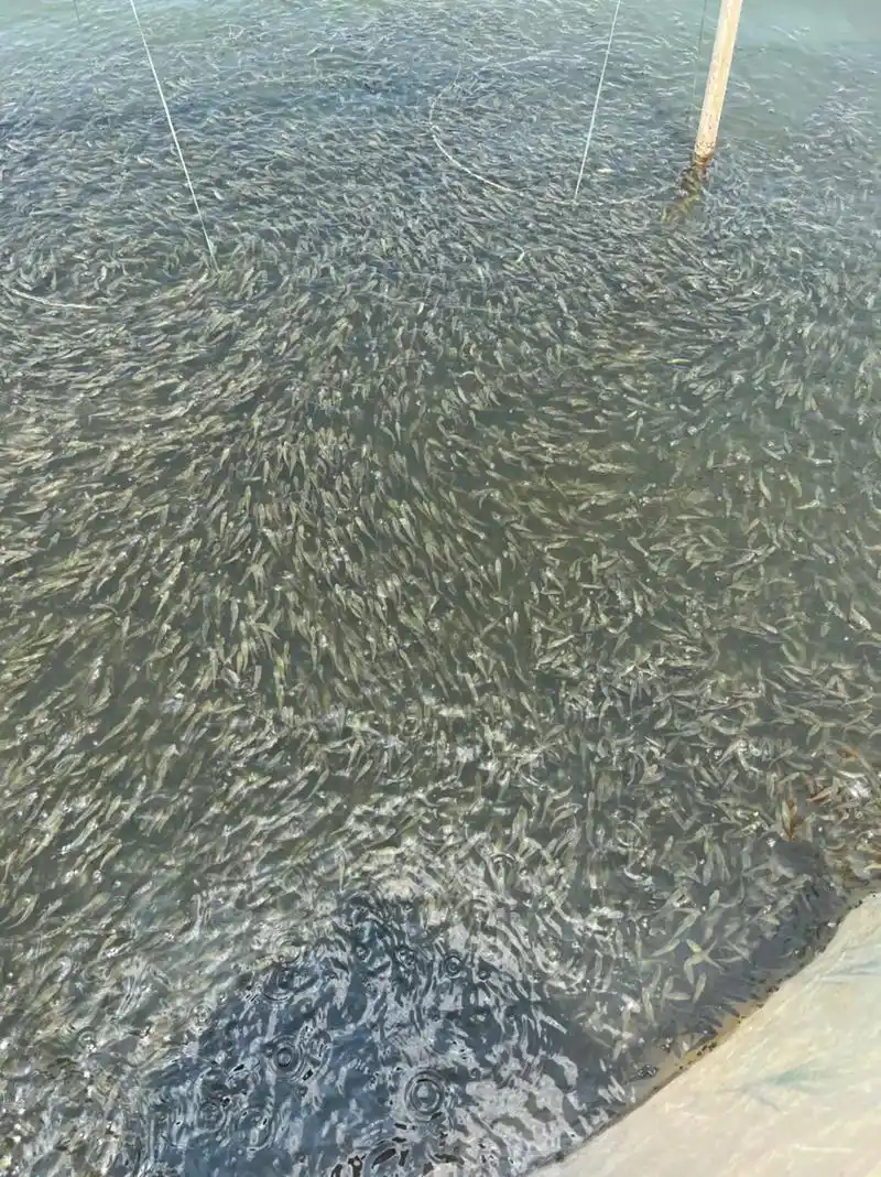 20万朝鱼生鱼苗300口左右