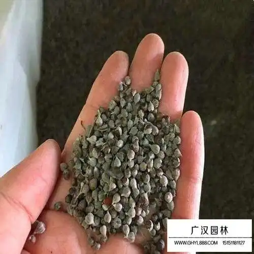 兰花亚麻种子多少钱