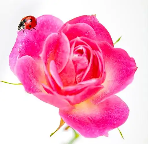 瓢虫在粉红色的玫瑰花上图片