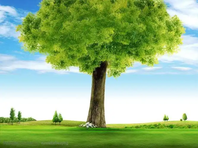 也许你的种子永远不会开花,因为他是一颗参天大树.