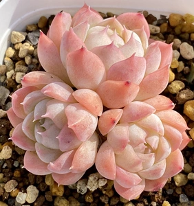 【粉黛】多肉植物新品杂交优选日系短肥基因云南露养精品4.3更新