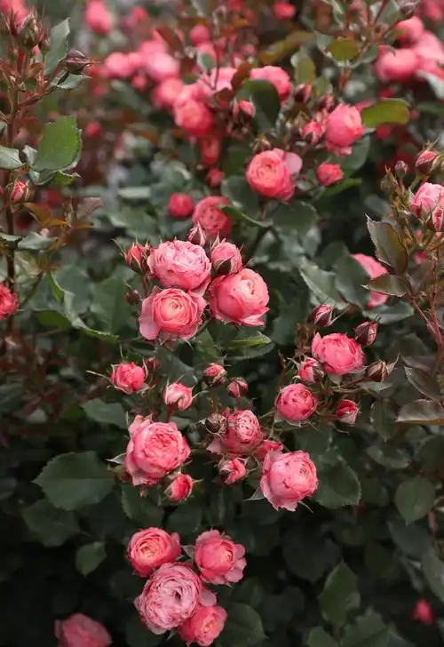 月季图片浪漫比克